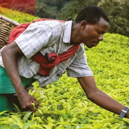 Man picking tea leaves in field